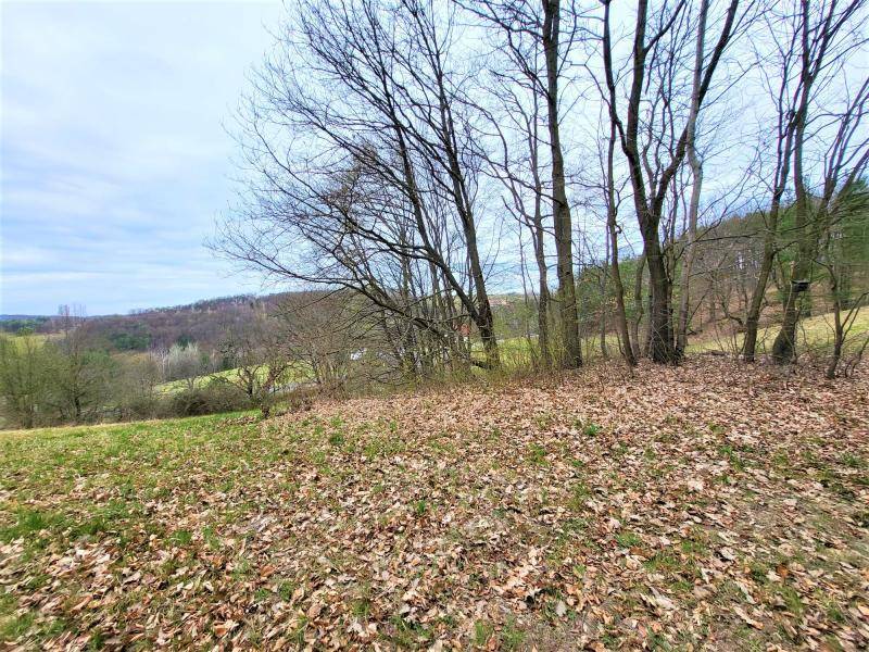 Blick über das Grundstück mit kahlen Bäumen und sanften Hügeln im Hintergrund.