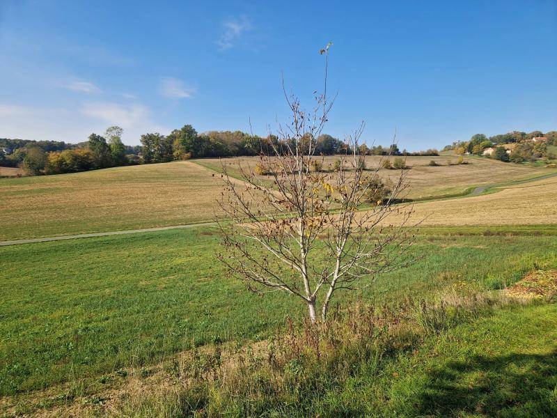 Ein einzelner Baum steht vor weiten grünen und braunen Feldern unter einem klaren, blauen Himmel.