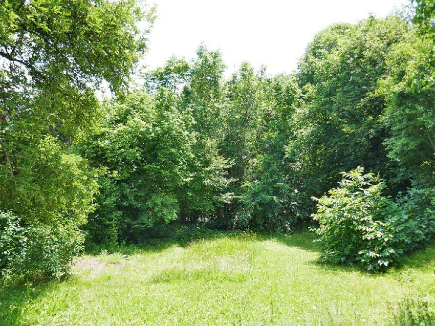 Naturbelassene Grünfläche umgeben von dichtem Baumbestand und Büschen, ideal für Ruhe und Erholung.