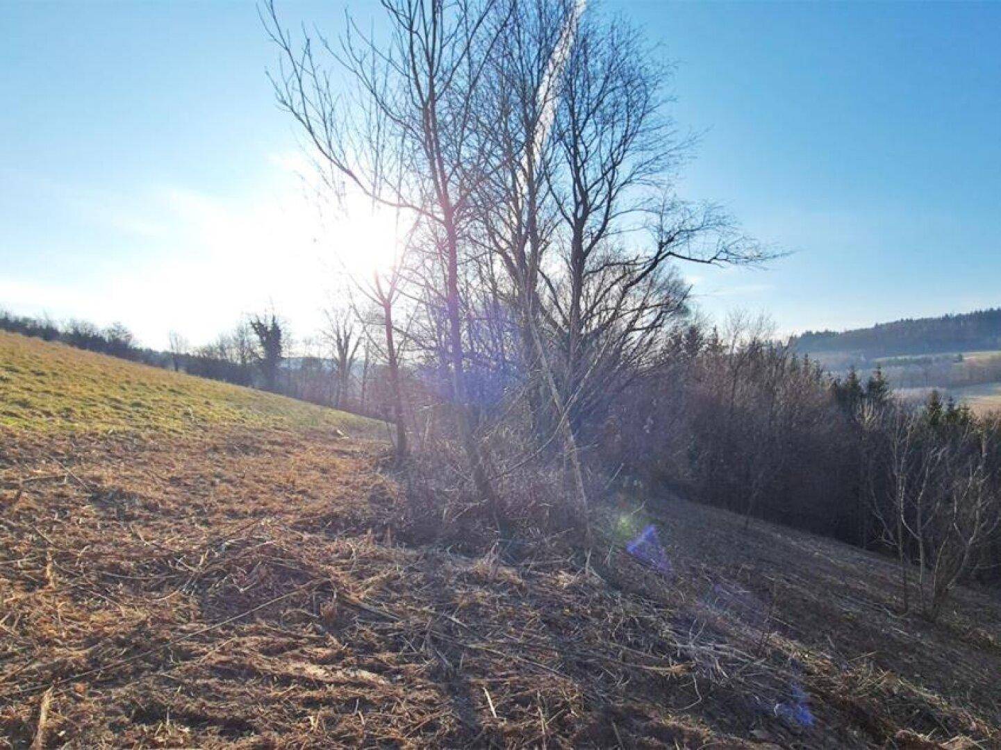 Sonniges Hanggrundstück mit Grasflächen und kahlen Bäumen in ländlicher Umgebung.