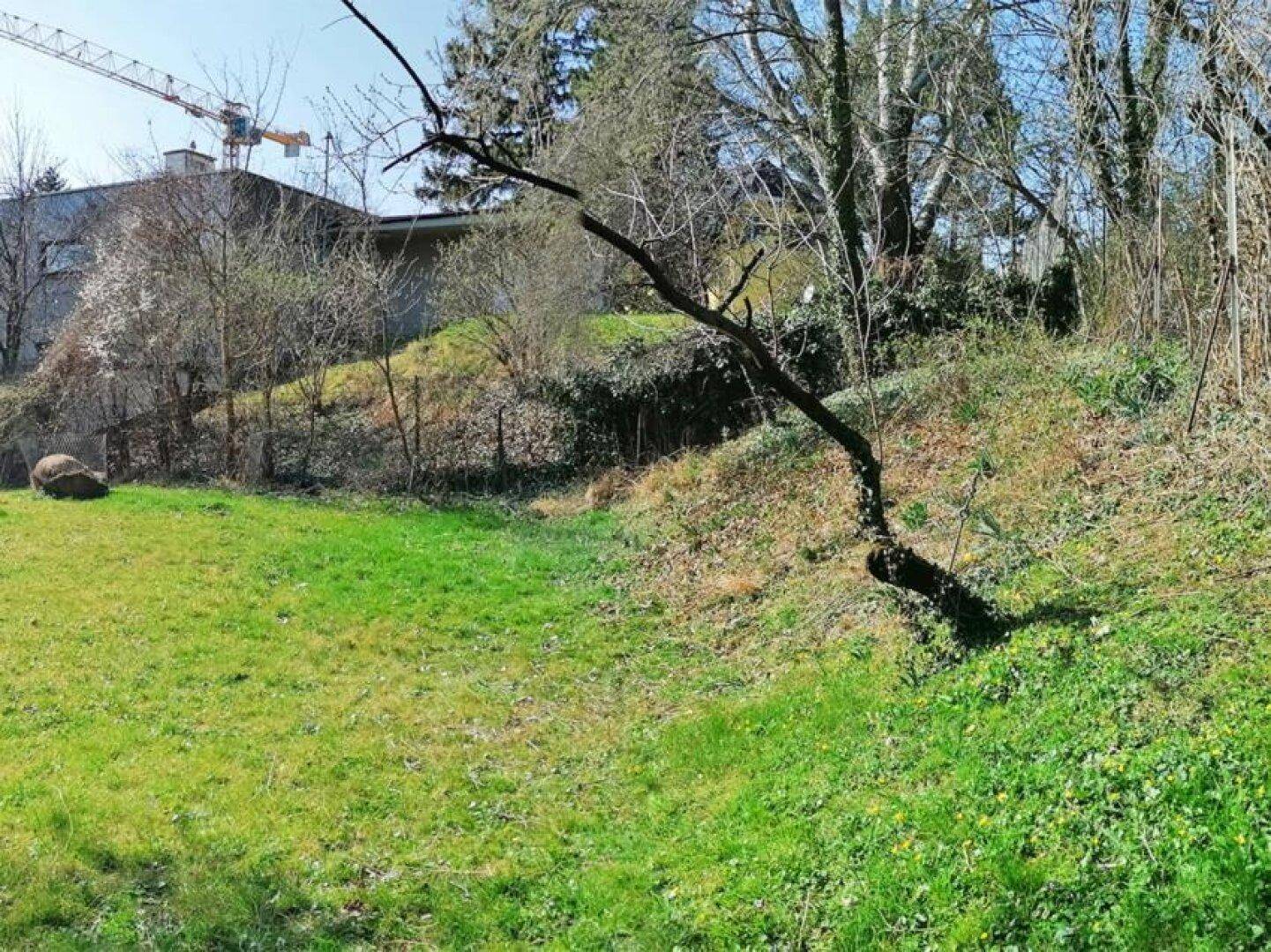 Grüne Rasenfläche mit leichter Hanglage und Bäumen im Hintergrund, umgeben von Vegetation.