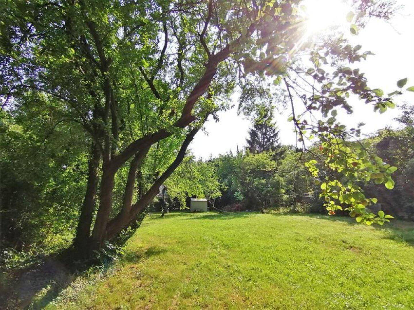 Sonniger Gartenbereich mit großem Baum, der Schatten spendet, und üppiger Vegetation.