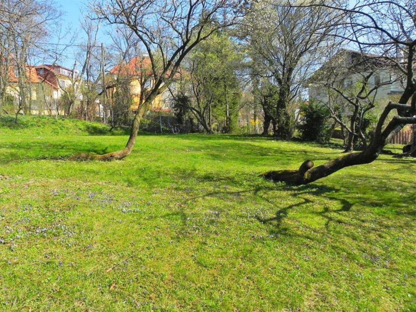 Weitläufige grüne Rasenfläche mit alten Bäumen und Blick auf umliegende Häuser.