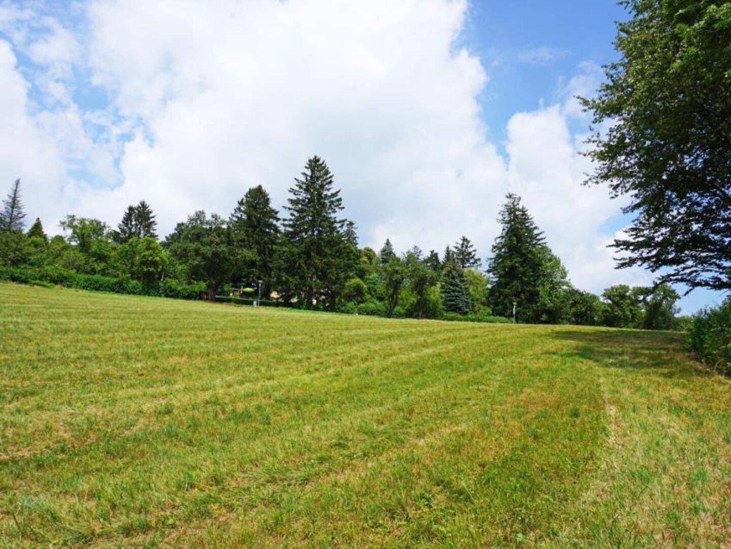 Idyllische grüne Wiese mit hohem Gras und einer Reihe von majestätischen Bäumen am Horizont unter blauem Himmel.