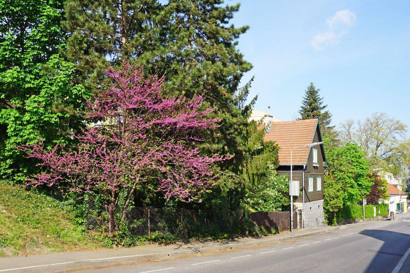 Ansicht des Hauses von der Straße, umgeben von üppigem Grün und einem blühenden Baum.
