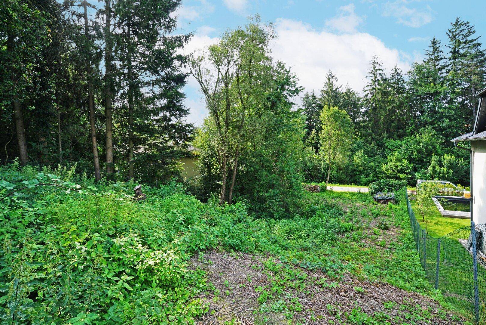 Weitläufiges, naturbelassenes Grundstück mit üppiger Vegetation und Baumbestand.