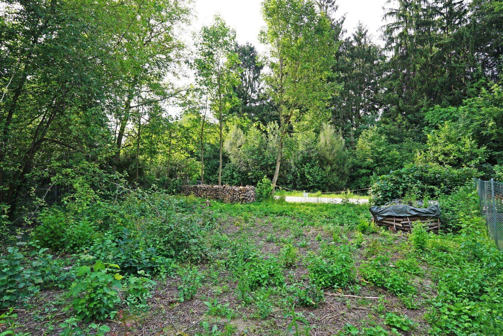 Naturbelassenes Grundstück mit Baumbestand und gelagertem Brennholz in ländlicher Umgebung.