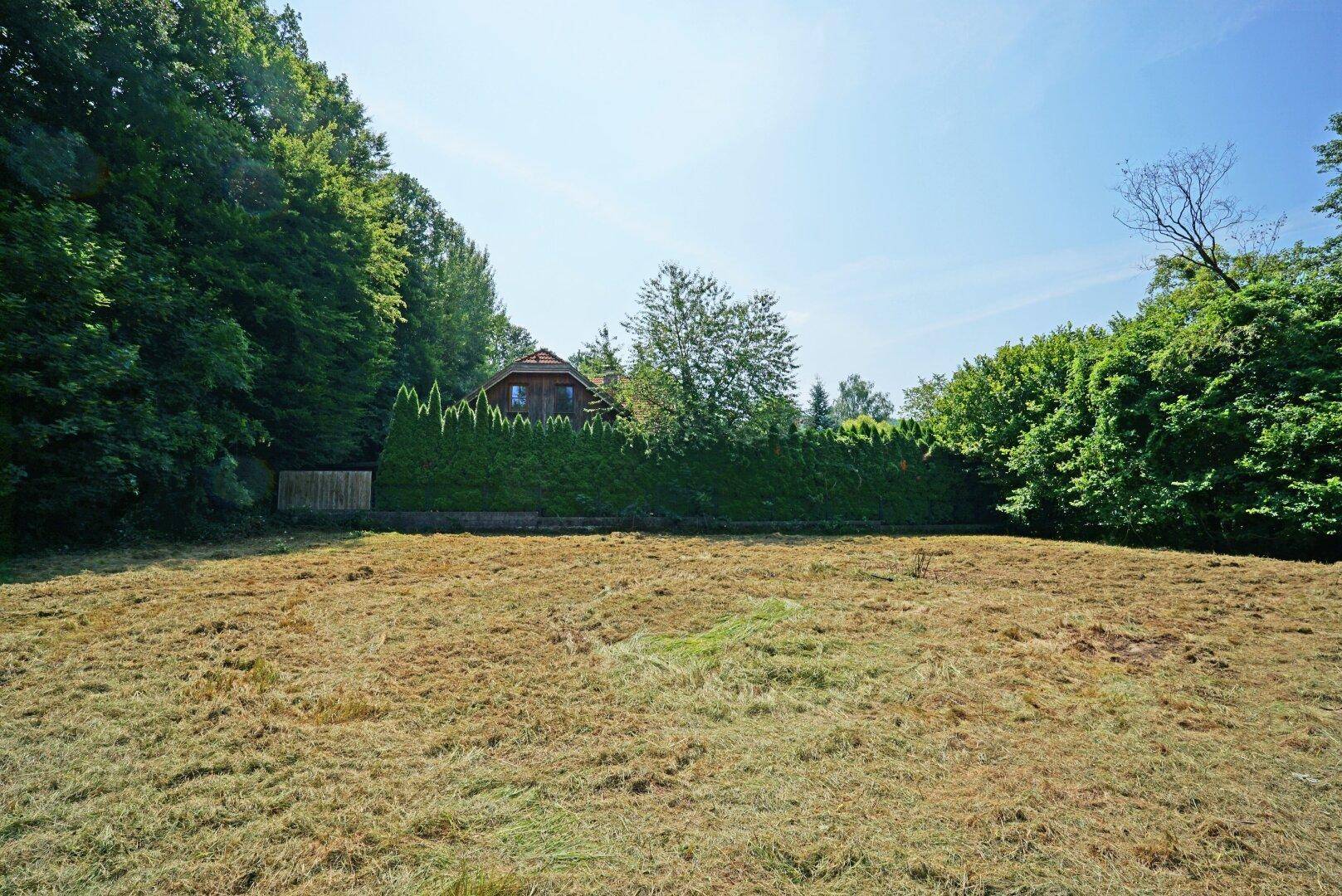Große, gemähte Rasenfläche mit hoher Hecke und einem Haus im Hintergrund.