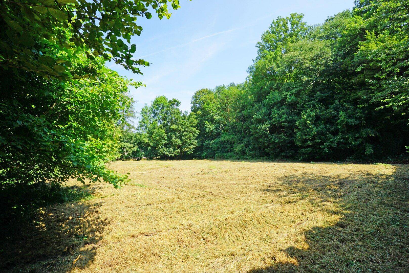 Weitläufige, sonnige Grünfläche, umgeben von dichtem Wald und hohen Bäumen.