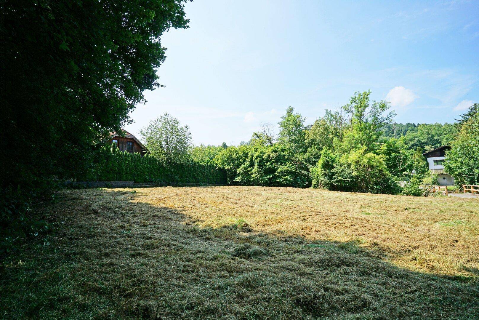 Ausgedehnte, gemähte Rasenfläche mit einer hohen Hecke und einem Gebäude im Hintergrund.