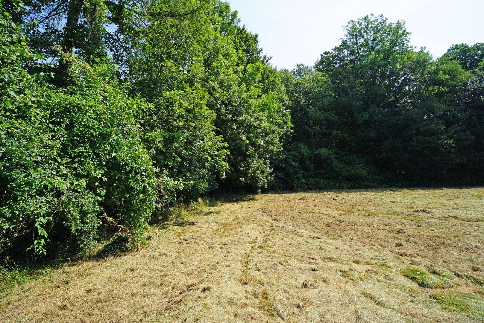 Grüne Landschaft mit einer gemähten Wiese, umgeben von üppiger Vegetation und hohen Bäumen.
