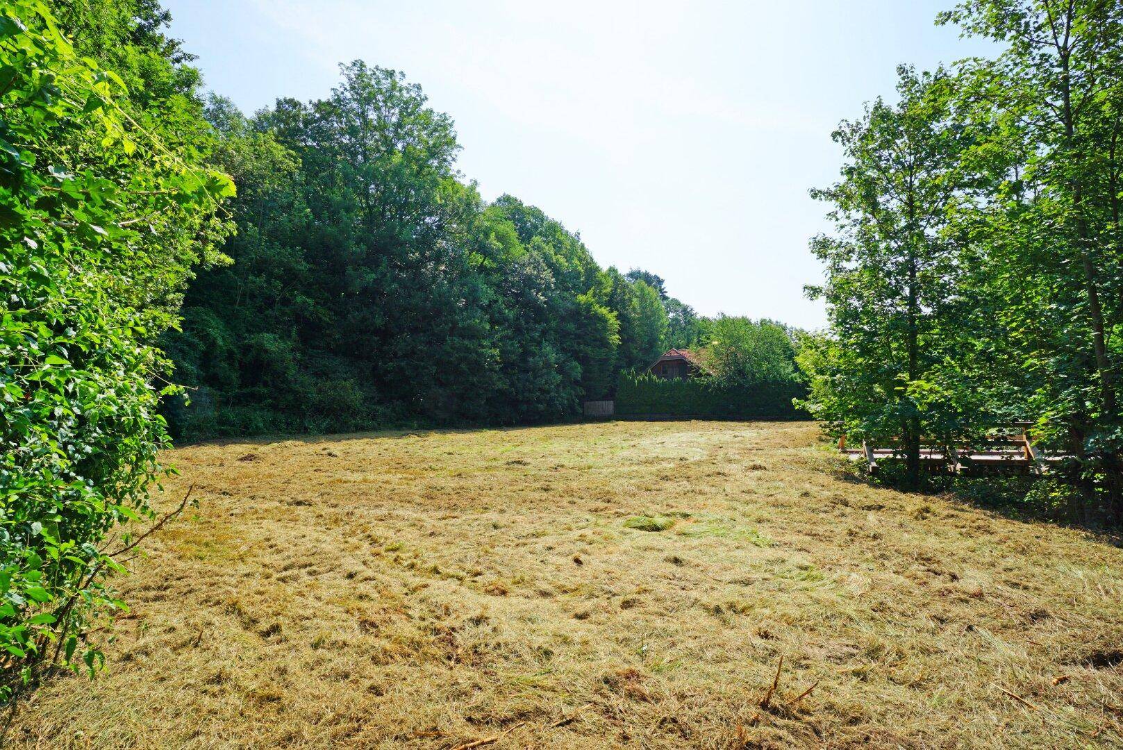 Offenes Feld mit frischem Grasschnitt, umgeben von dichtem Baumbestand unter blauem Himmel.