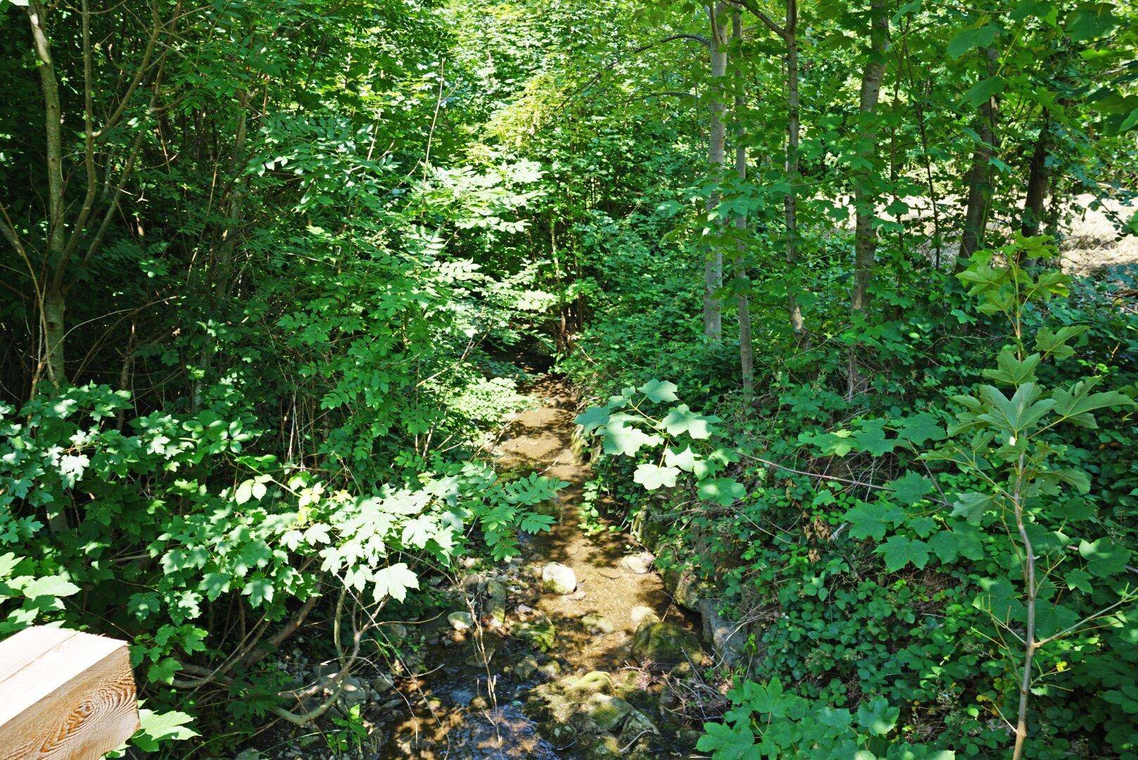 Ein kleiner Bach fließt durch einen üppigen, grünen Wald mit dichtem Unterholz und Bäumen.