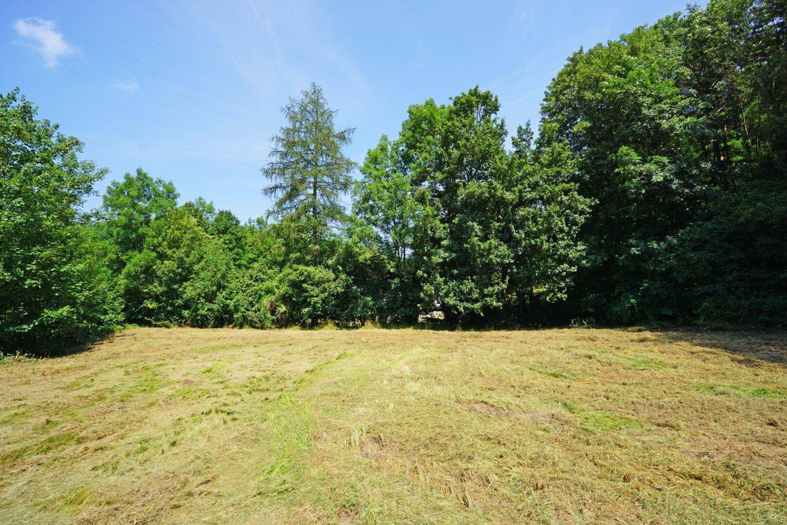Offene, sonnige Wiesenfläche, umgeben von einem dichten Waldrand unter klarem blauem Himmel.