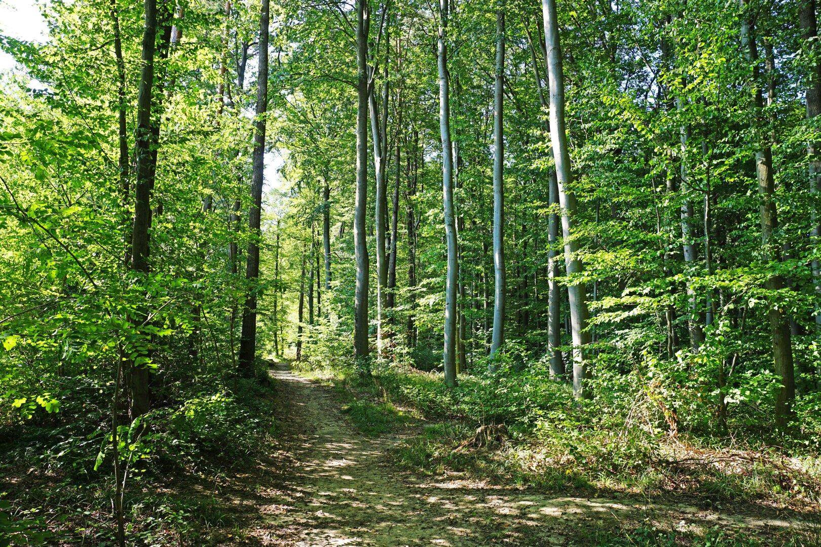 Angrenzender Wienerwald mit Spazier-/Wanderweg