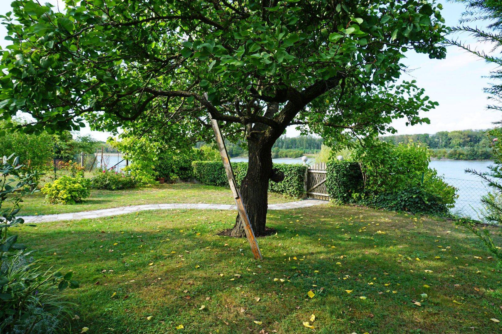 ebener Garten/schattenspendender Baum