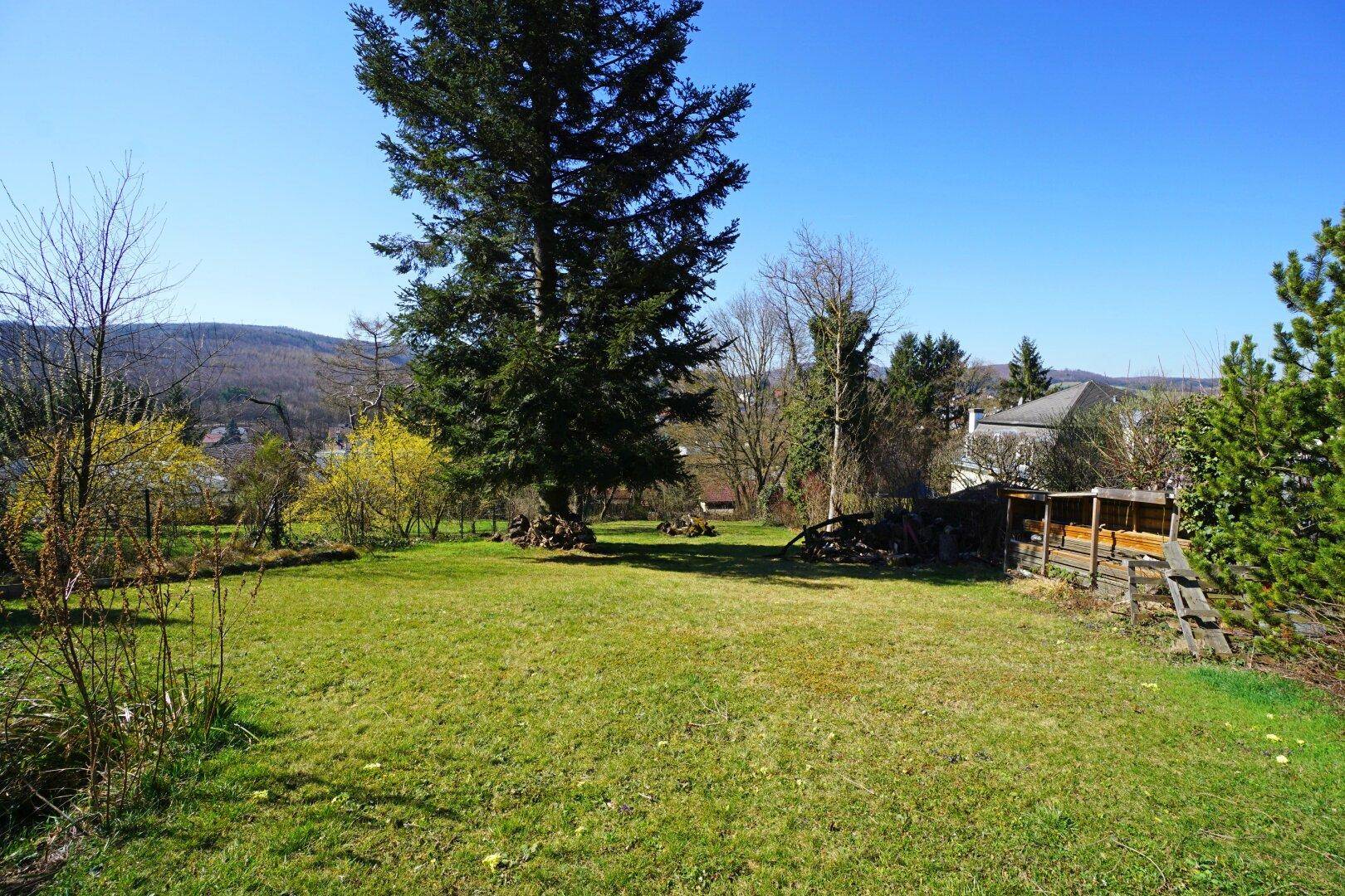 Offene Rasenfläche im Garten mit hohem Nadelbaum und Blick auf die Umgebung.