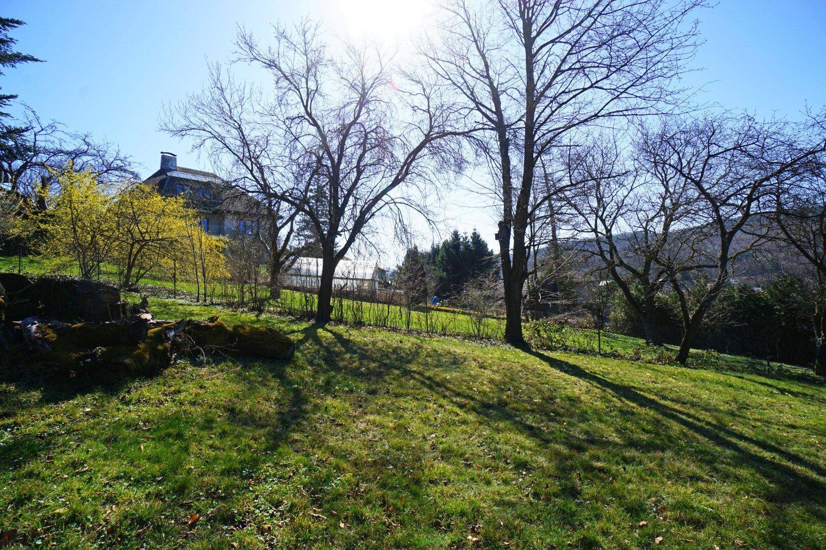 Sonnige Gartenlandschaft mit Bäumen und einem Haus im Hintergrund, durchflutet von hellem Licht.