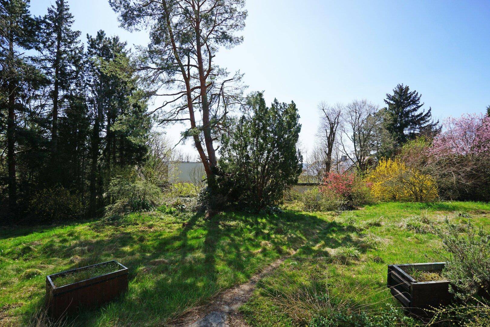 Grüner Garten mit Bäumen und zwei Pflanzkübeln, ideal für die Gestaltung einer Ruhezone.