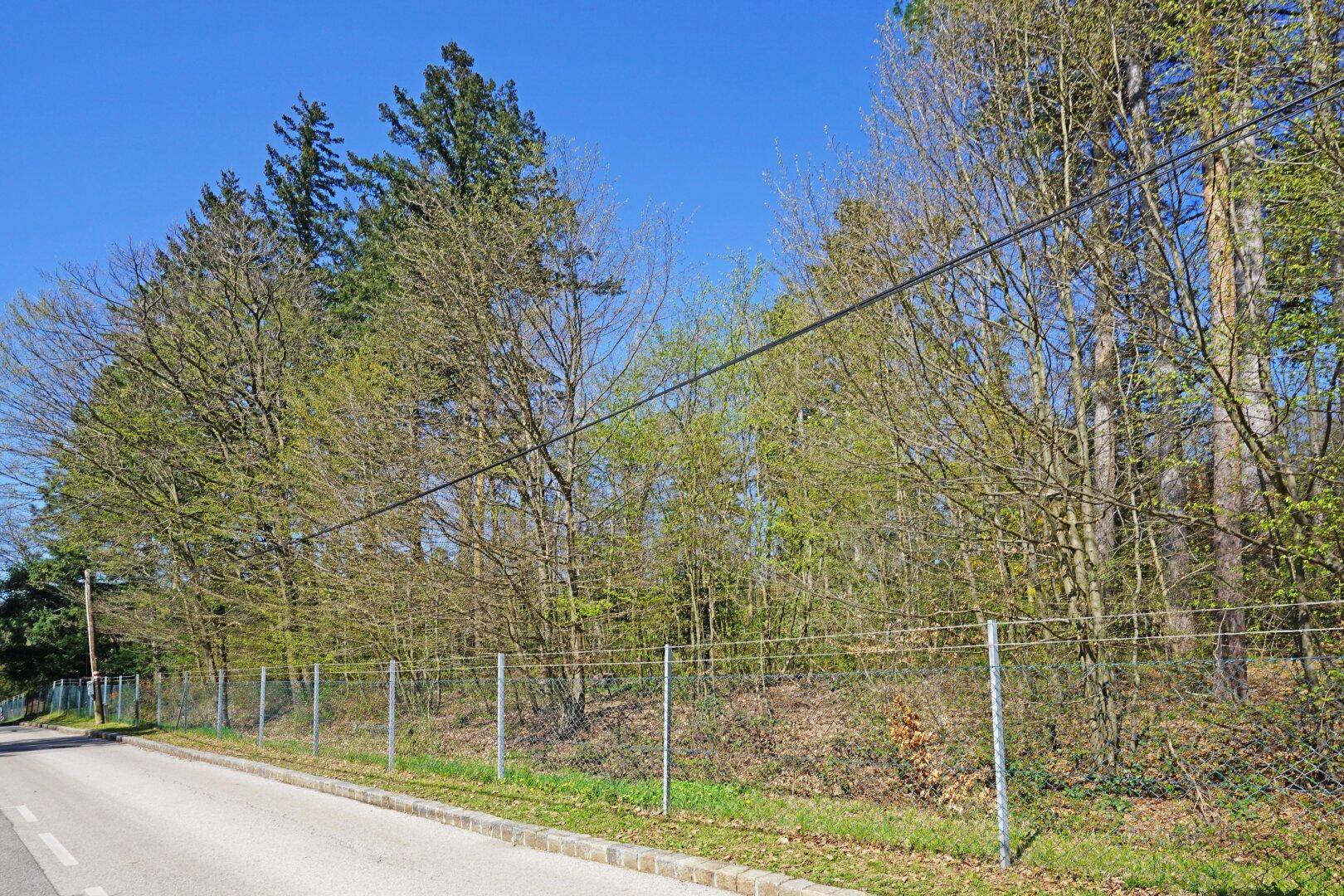 Straße entlang des Grundstücks mit Zaun und dichtem Baumbestand im Hintergrund.
