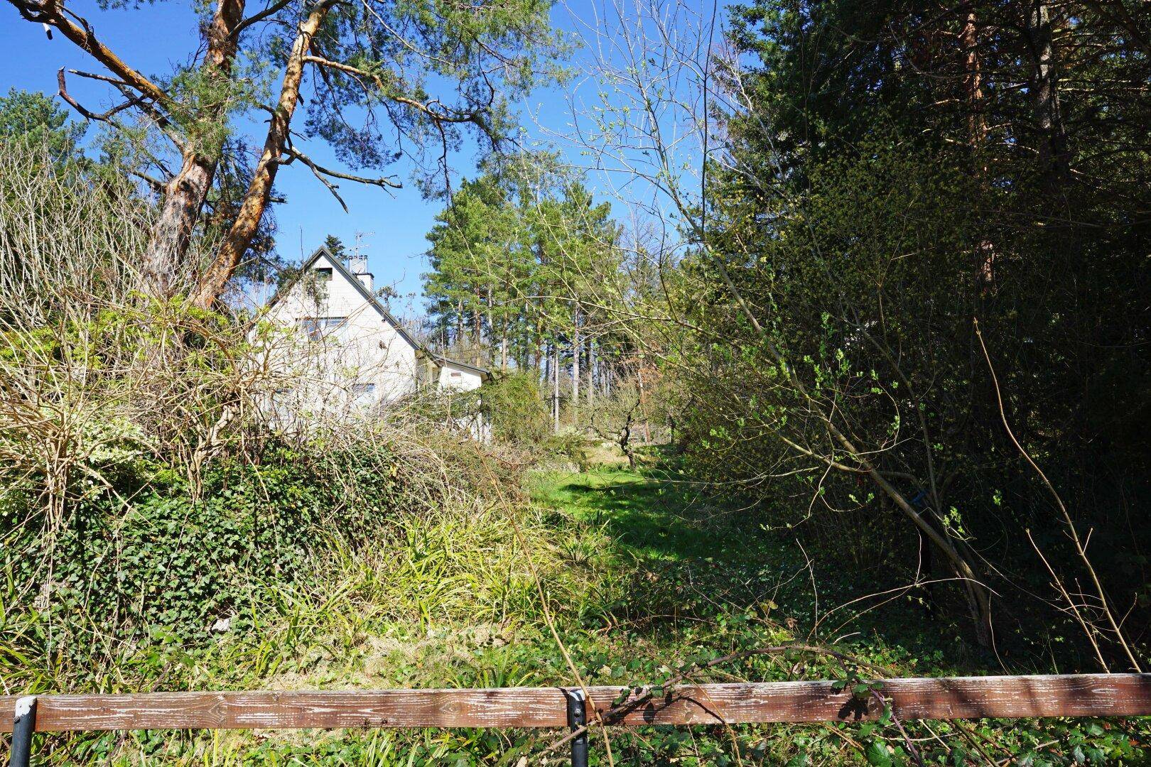Gartenbereich mit dichtem Bewuchs und einem Pfad, der zum Haus führt.