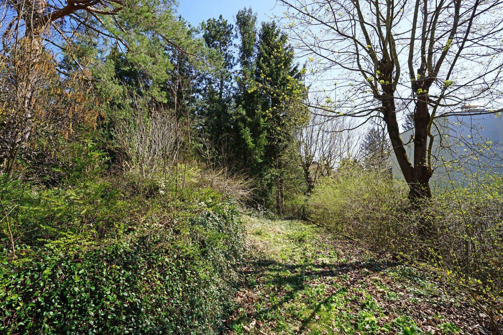 Hanglage im Garten mit üppigem Bewuchs und Bäumen unter blauem Himmel.