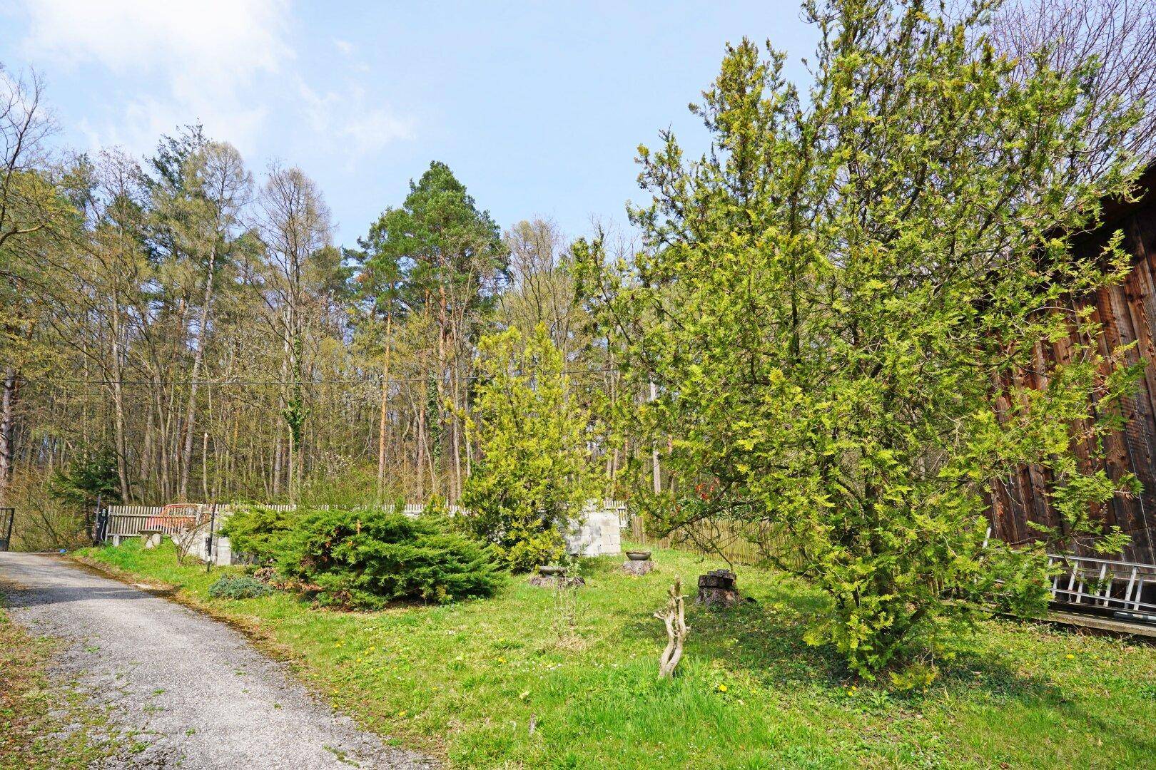 Gepflegter Gartenbereich mit einem Kiesweg, verschiedenen Sträuchern und Bäumen.