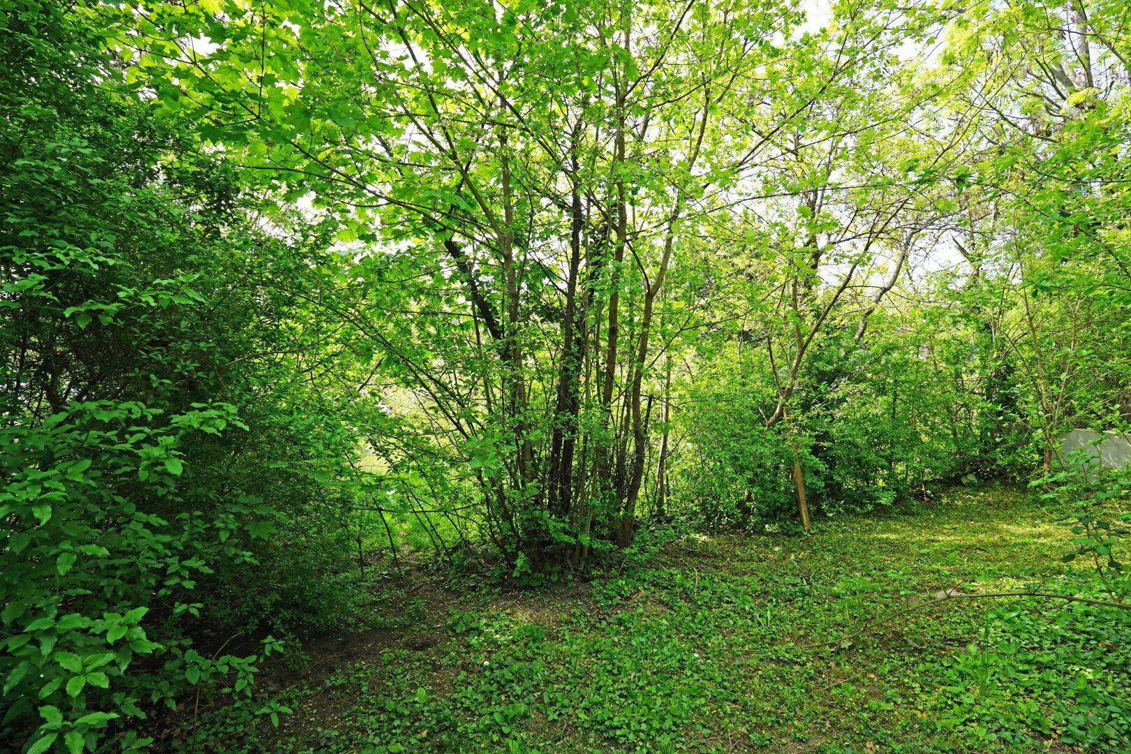 Naturbelassener Gartenbereich mit dichtem Grün und hohen Bäumen, ideal für Ruhe und Entspannung im Freien.