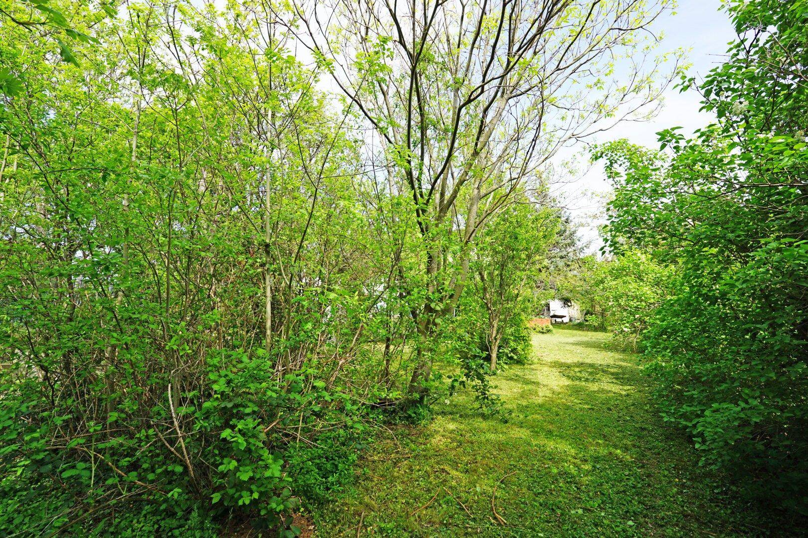 Verwilderter Gartenweg umgeben von üppiger Vegetation und jungen Bäumen im hellen Sonnenlicht.