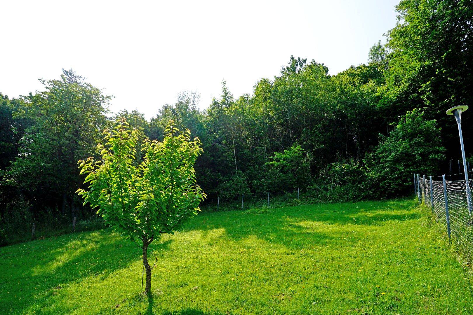 Gepflegte Rasenfläche mit jungem Baum und angrenzendem Waldgebiet unter blauem Himmel.