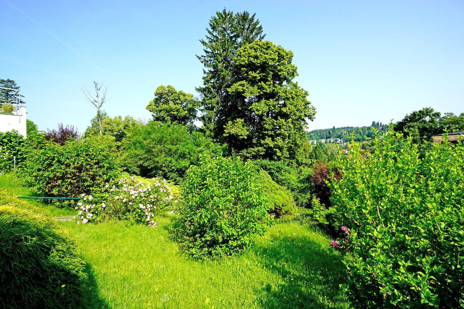 Üppiger Garten mit vielfältigen Sträuchern, Bäumen und blühenden Pflanzen in der Sonne.