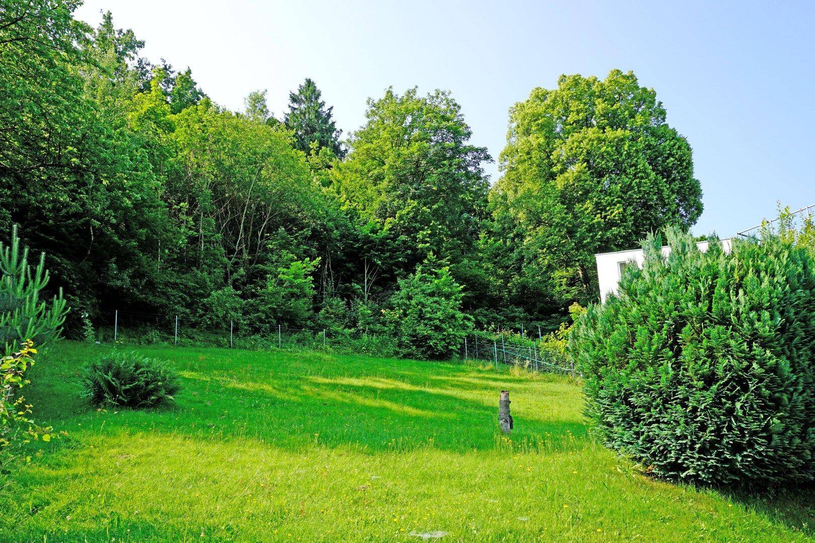 Sonnige Rasenfläche mit dichtem Baumbestand im Hintergrund und einem kleinen Tier.