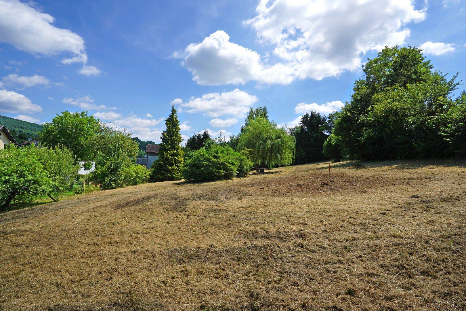 Weitläufige Grünfläche mit gemähtem Gras und verschiedenen Bäumen unter blauem Himmel.