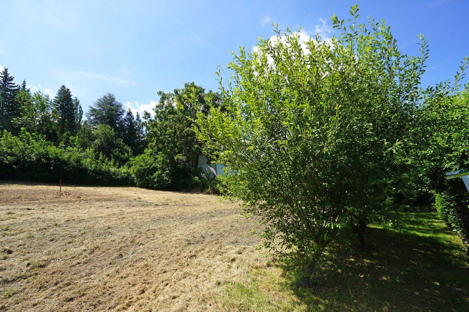 Sonnige Außenansicht einer weitläufigen Wiese mit üppigem Grün und Bäumen im Hintergrund.