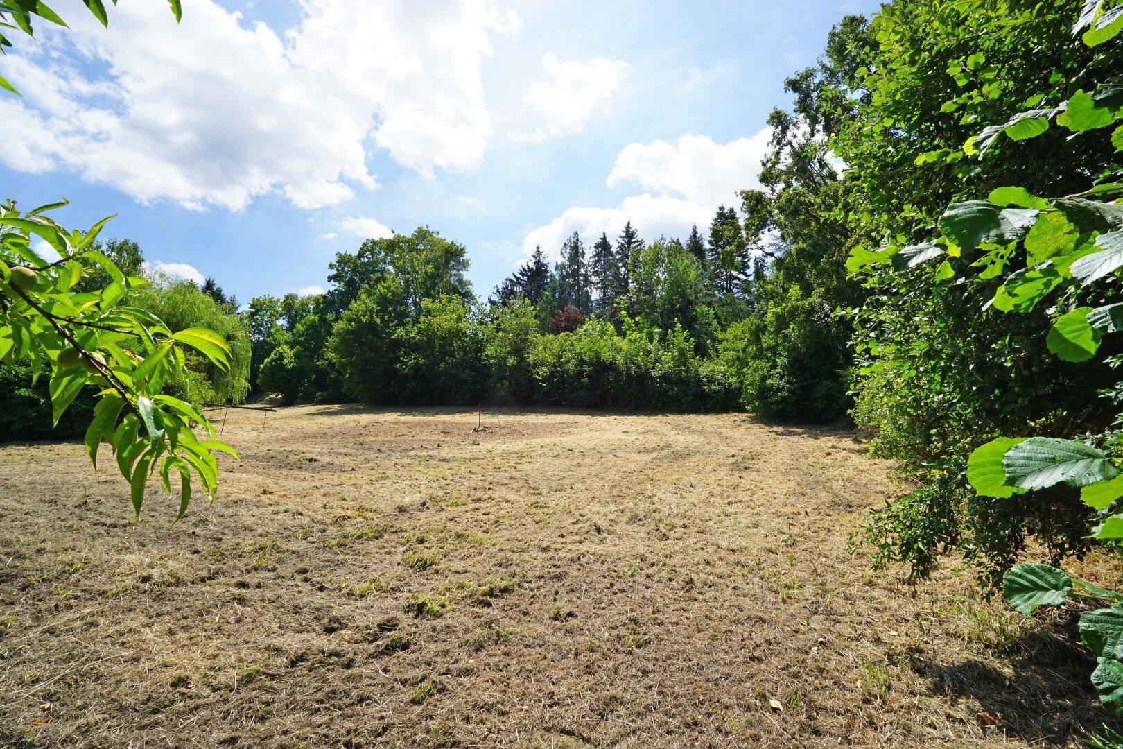 Große, offene Fläche mit trockenem Gras und dichtem Baumbestand im Hintergrund.