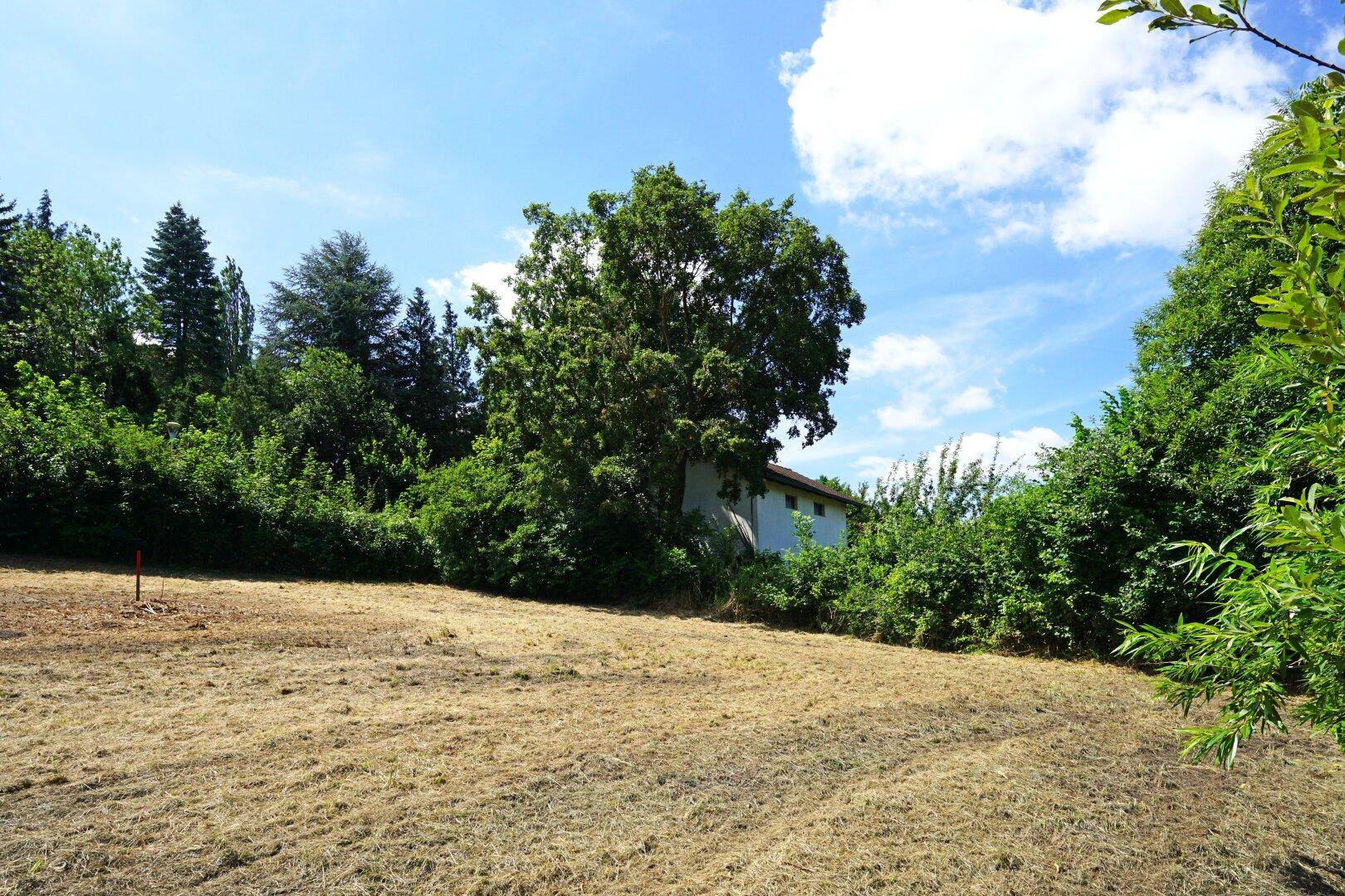 Großes Grundstück mit gemähter Wiese und einem teilweise sichtbaren Haus umgeben von Bäumen.