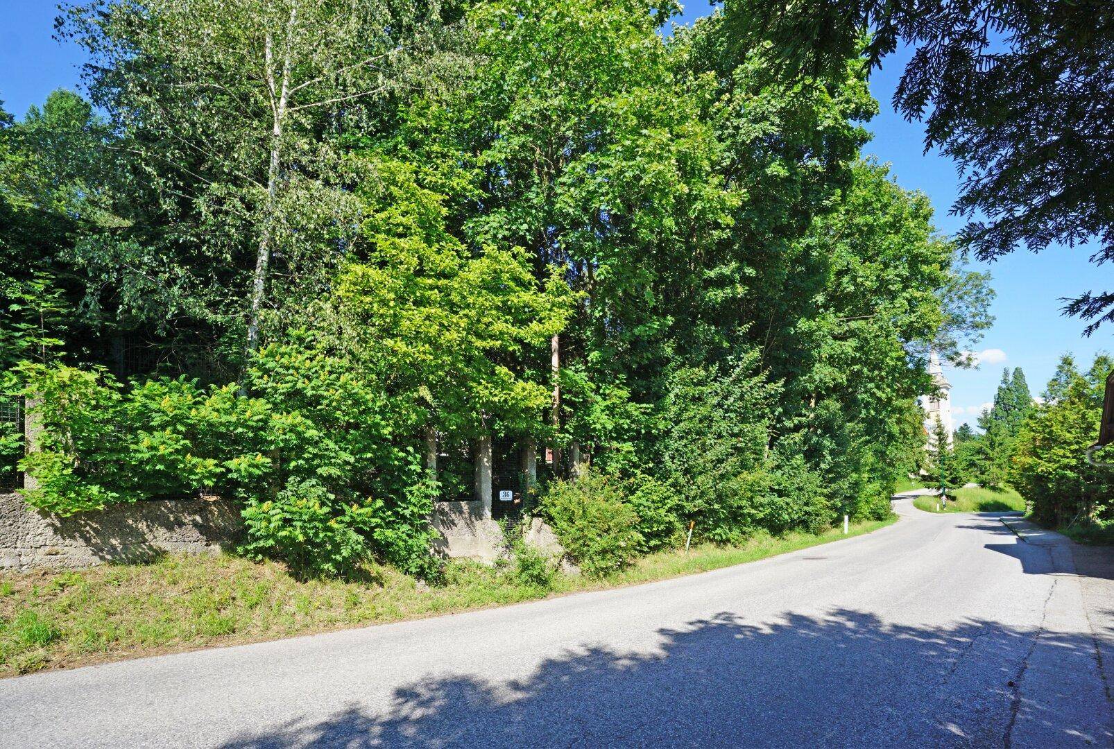 Landstraße umgeben von dichtem Baumbestand und grüner Vegetation an einem sonnigen Tag.