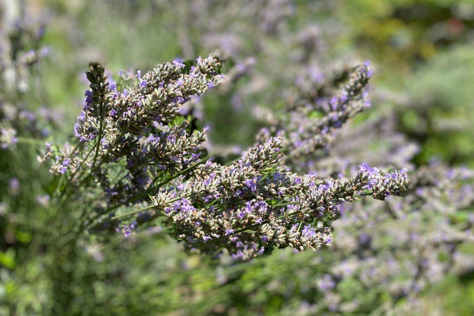 Nahaufnahme von blühendem Lavendel im sonnigen Garten, der eine mediterrane Atmosphäre schafft.