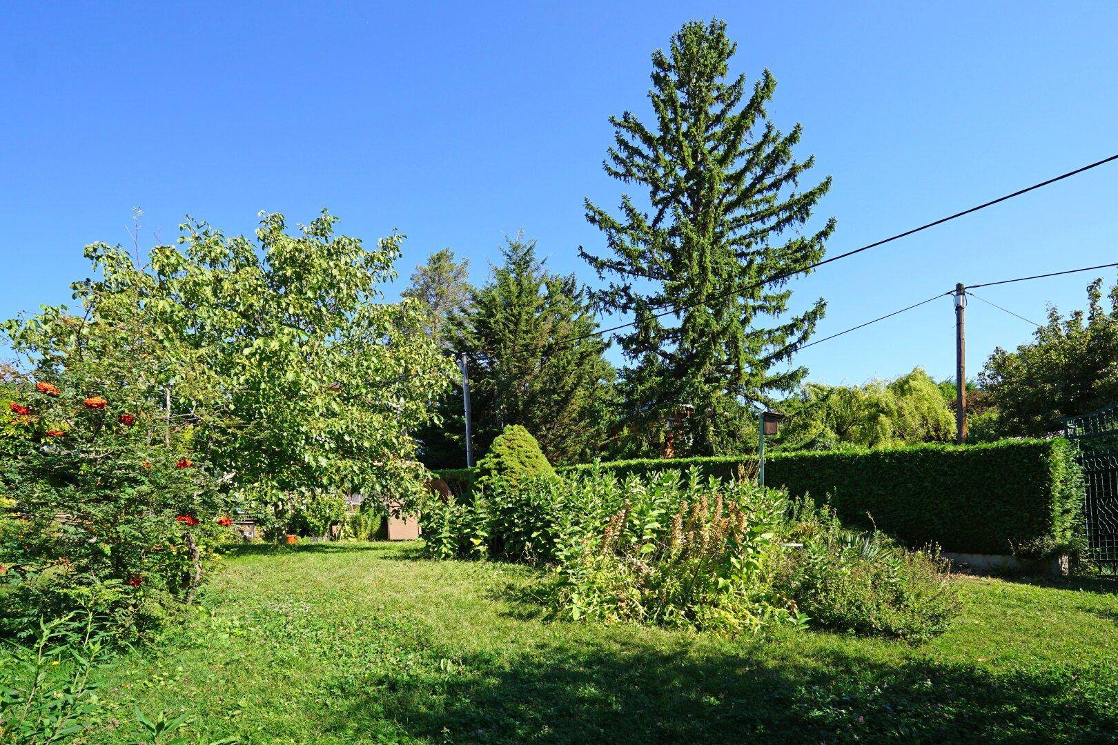 Gepflegter Garten mit Rasenfläche, verschiedenen Bäumen und Sträuchern unter blauem Himmel.