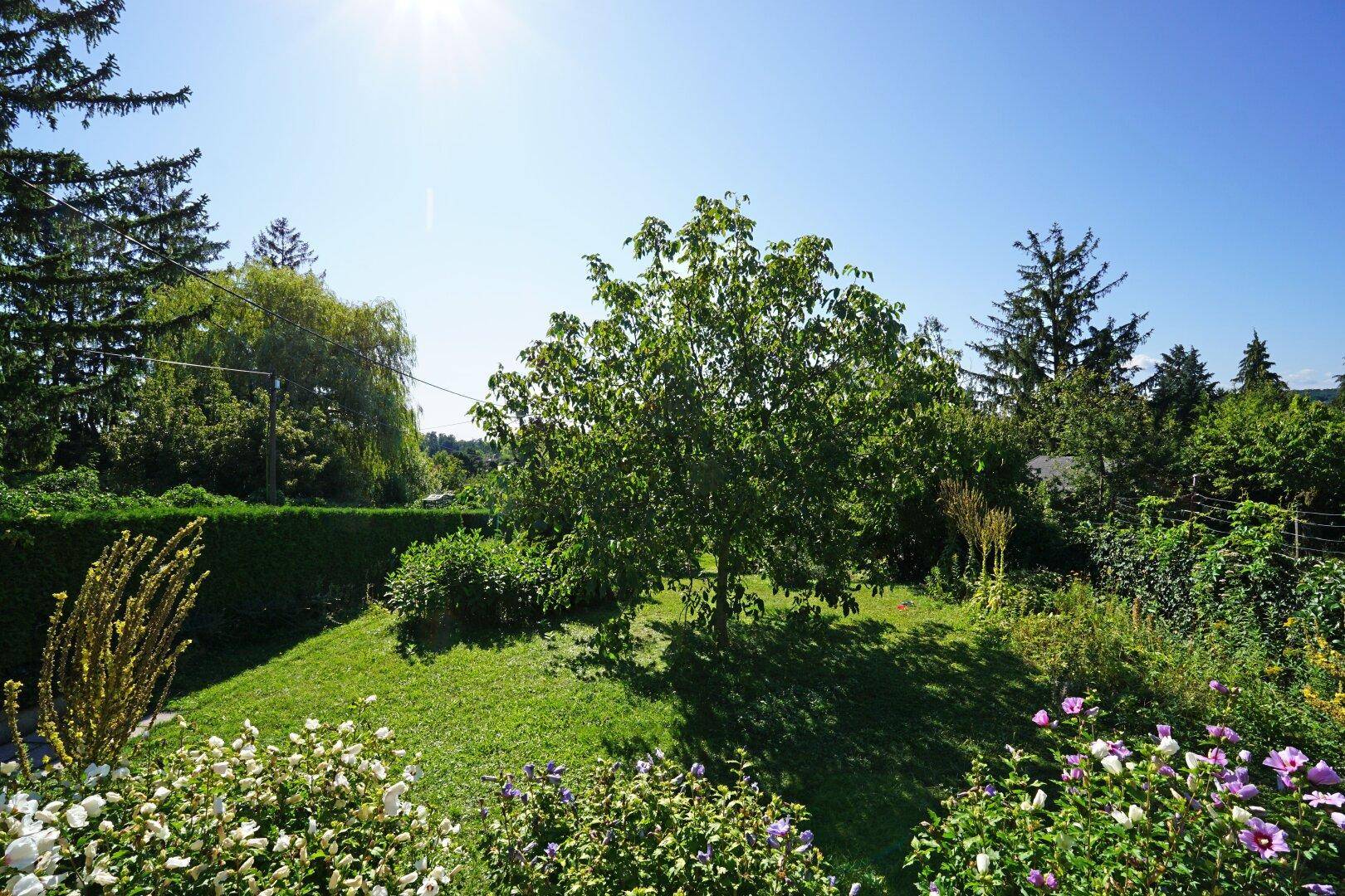 Sonniger Garten mit altem Baum, gepflegtem Rasen und blühenden Blumenbeeten, umgeben von einer Hecke.