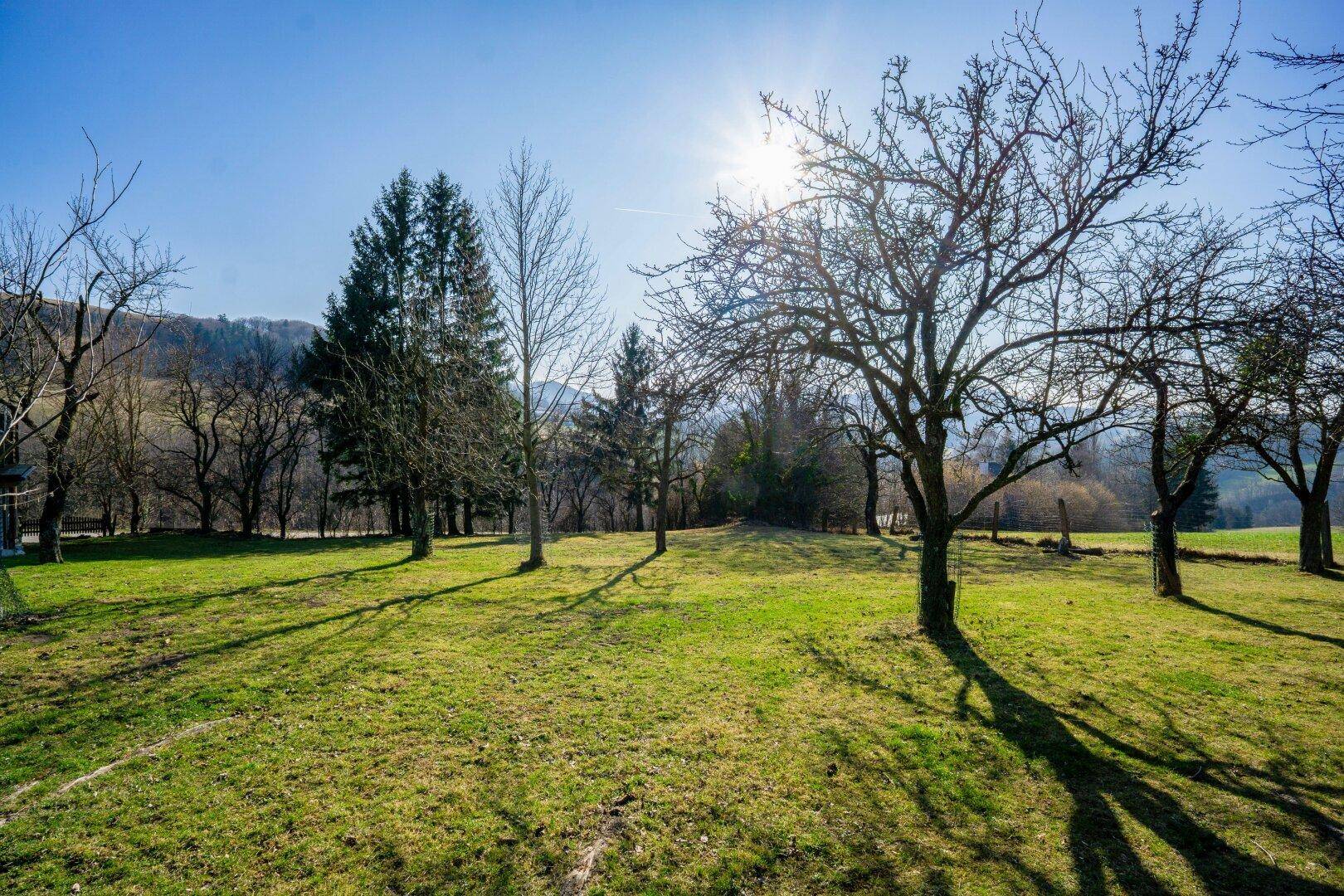 Weitläufiger Garten mit Rasen und Schatten spendenden Bäumen unter strahlend blauem Himmel.