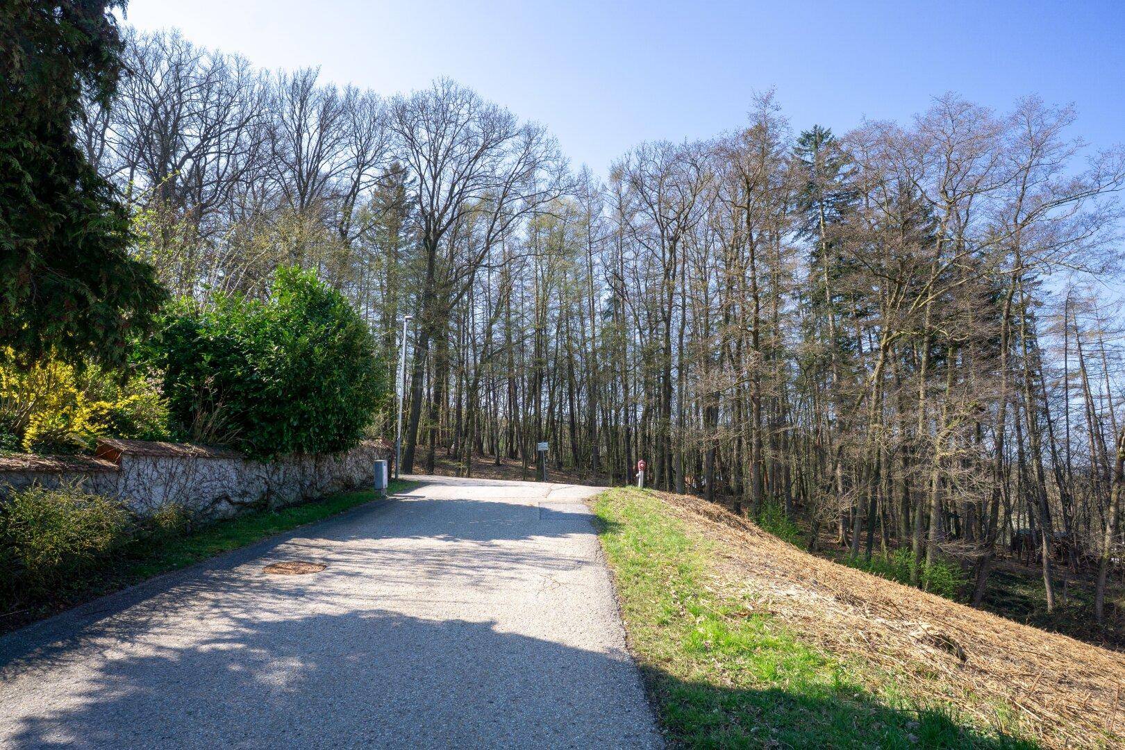 Zufahrtsstraße durch bewaldetes Gebiet mit Steinmauer und üppiger Vegetation.