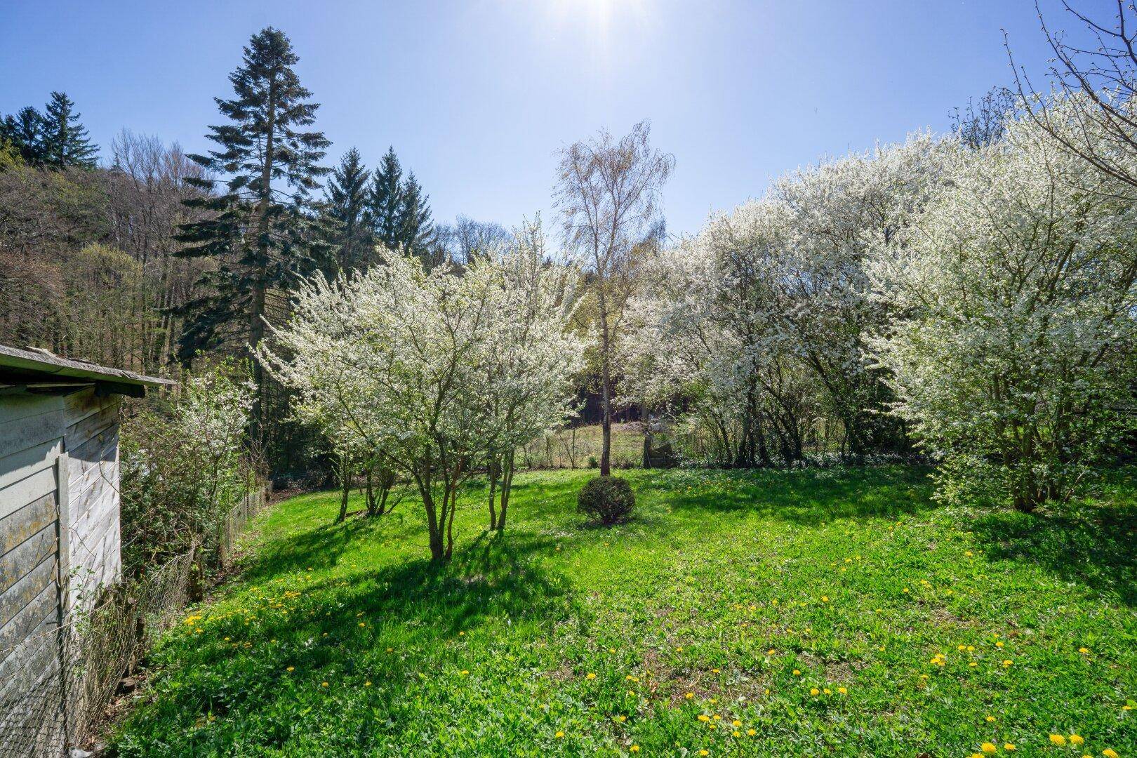 Weitläufiger Garten mit blühenden Bäumen, grüner Wiese und bewaldeten Hügeln im Hintergrund.