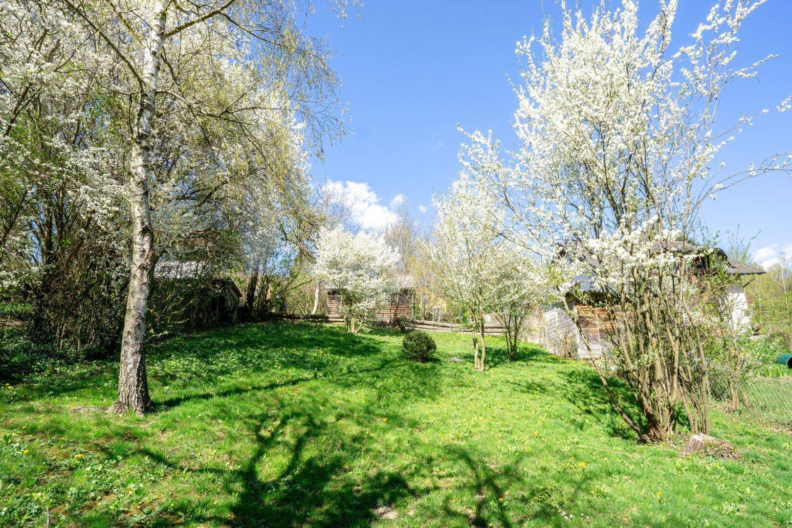 Sonniger Garten mit blühenden Bäumen, weitläufiger Rasenfläche und einem Gebäude im Hintergrund.