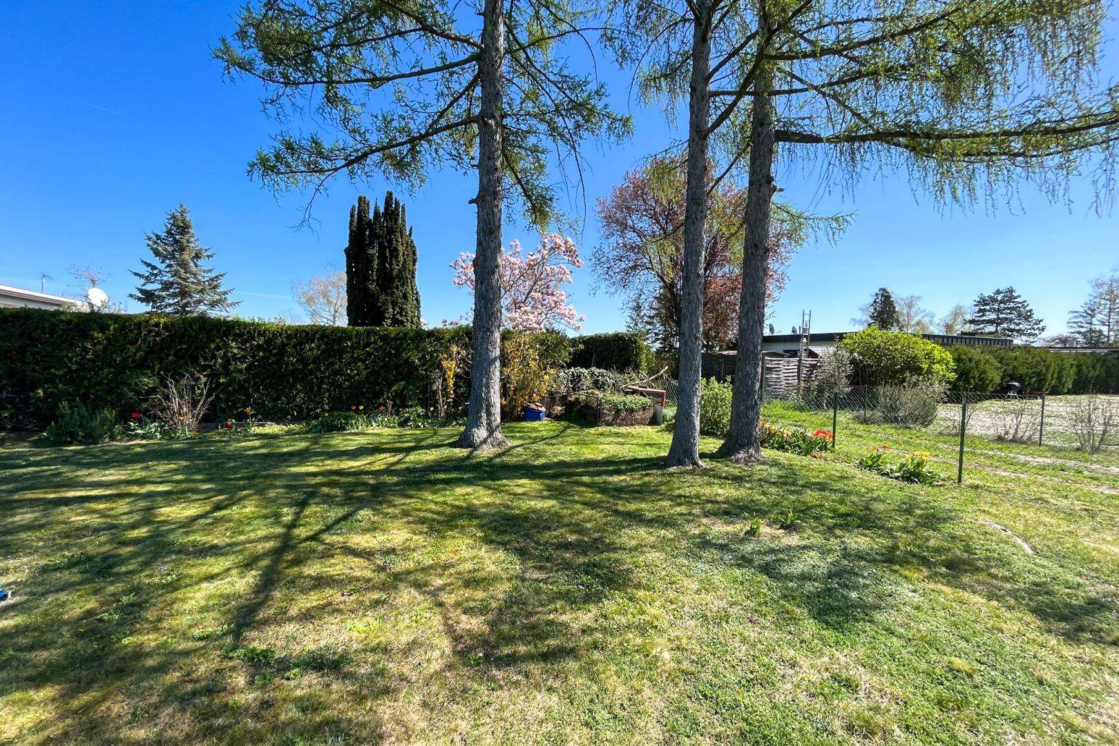 Großer, sonniger Gartenbereich mit hohen Bäumen und grüner Hecke im Hintergrund.
