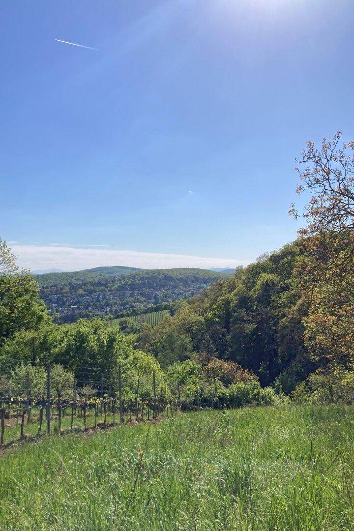 Malerischer Blick auf einen Weinberg und bewaldete Hügel unter einem strahlend blauen Himmel.
