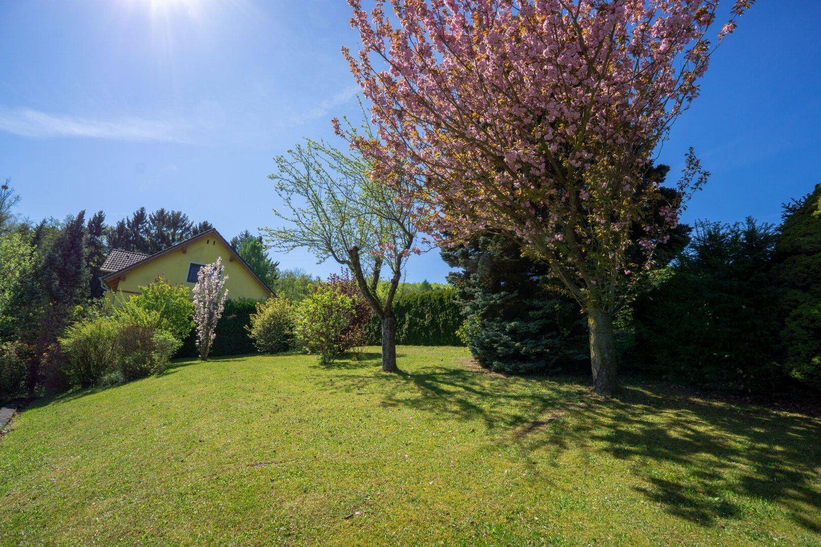 Sonniger Garten mit blühenden Bäumen und einer weitläufigen Rasenfläche.