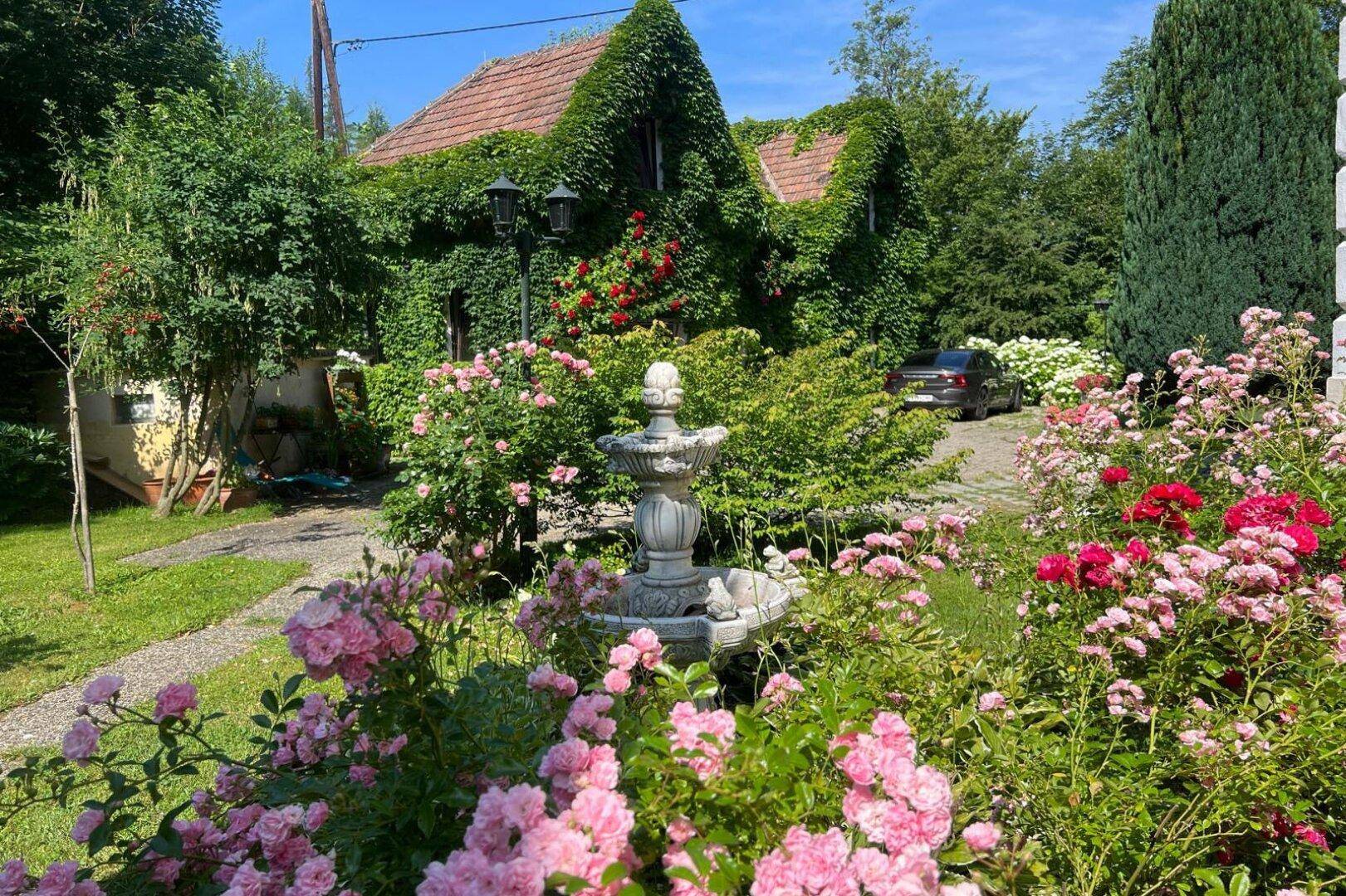 Idyllischer Rosengarten mit Springbrunnen und Blick auf das von Efeu bewachsene Haus.