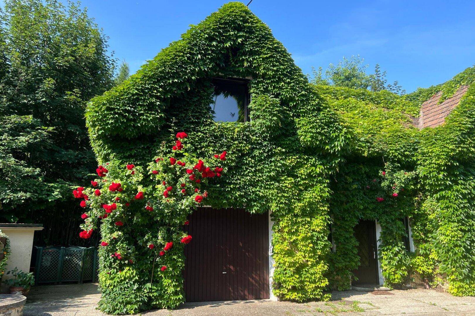 Charmantes Haus mit üppigem Efeubewuchs und roten Rosen am Garagentor, umgeben von viel Grün.