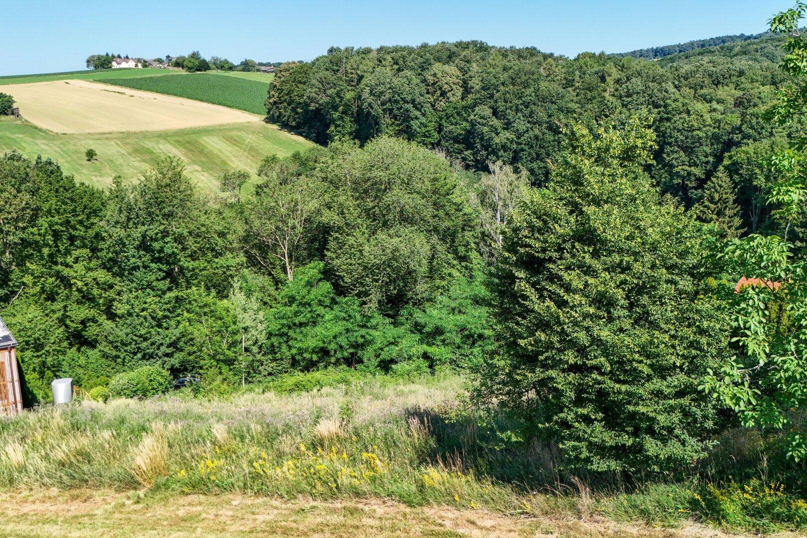 Panoramablick auf sanfte Hügel, weite Felder und dichte Wälder unter klarem blauem Himmel.